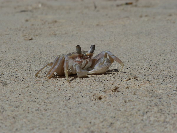 Crab!!