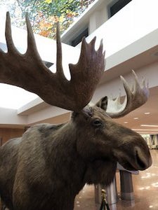 My Friend, the Airport Moose