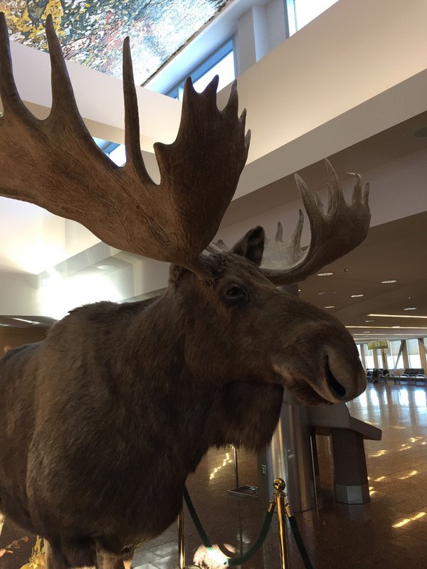 First moose siting - in ANC airport!