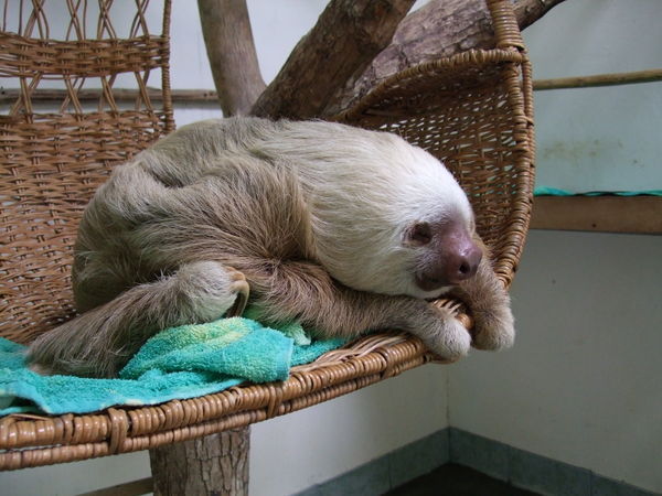 Millie the sloth