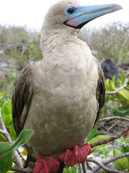 The Red Footed Booby