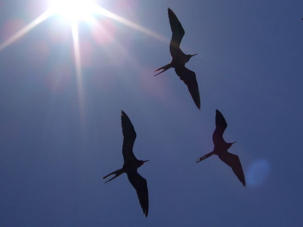 Frigate birds following the boat