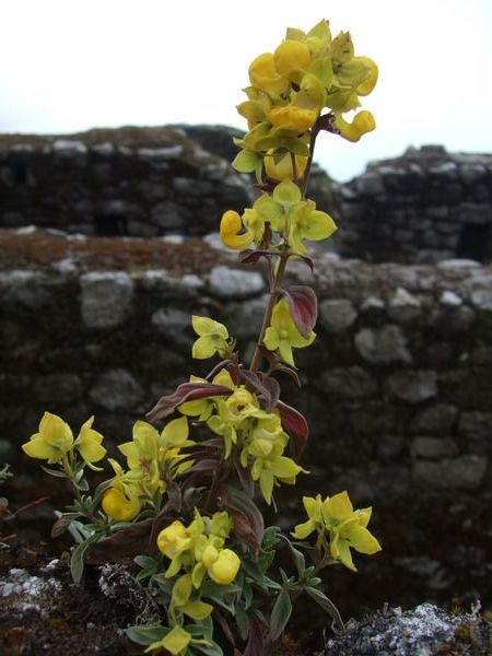 Wild Orchids growing on the Inca Walls