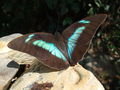 One of the many butterflies that visited our patio in Coroico