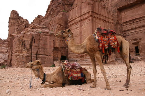 Camels and Tempels