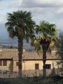 Tuscan sun on palms in San Gimignano