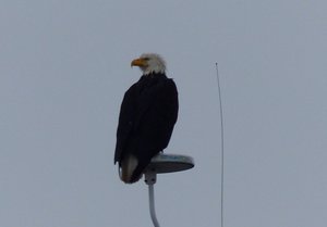 resident fisher eagle