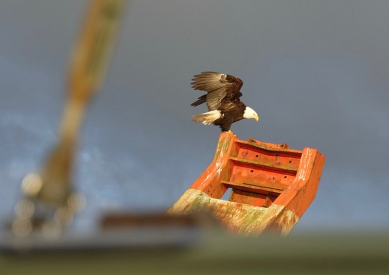 Resient eagle hangs on Shearwater breakwater float with us
