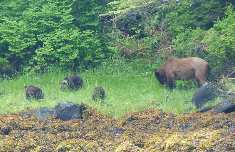 Mama Grizzley plus 3 cubs