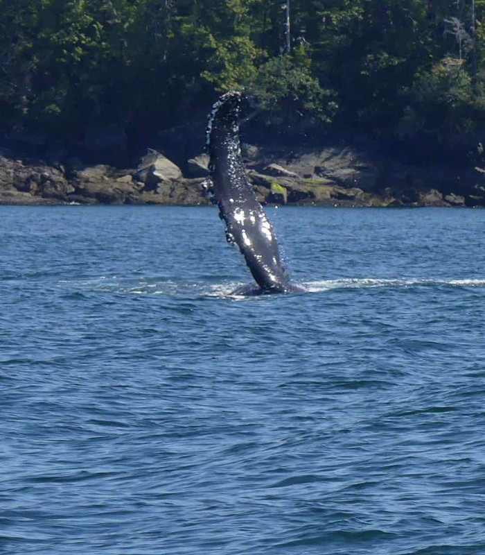 Whale fin flying