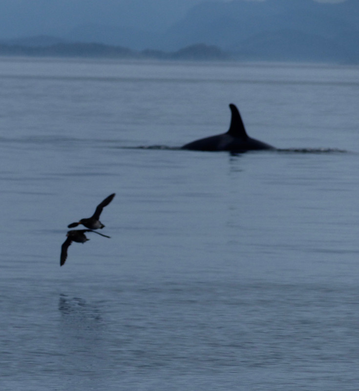 Orca surprises seabirds