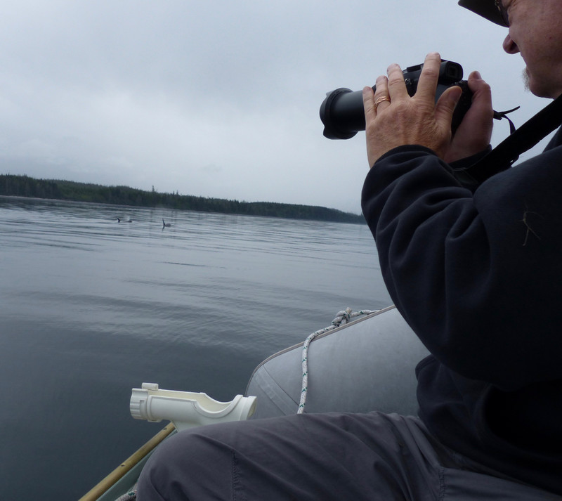 Peter shoots orcas off Ama's stern