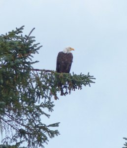 Pt Hardy eagle