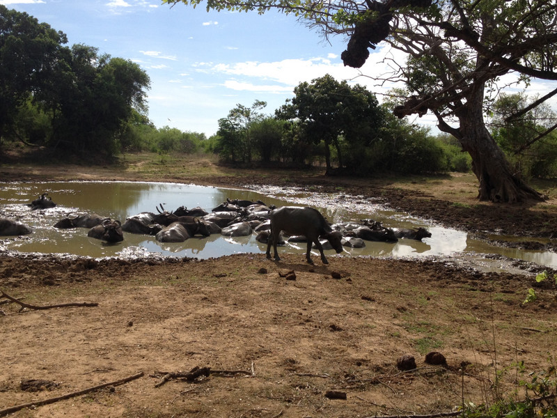 Water buffalos at Udawalawe 