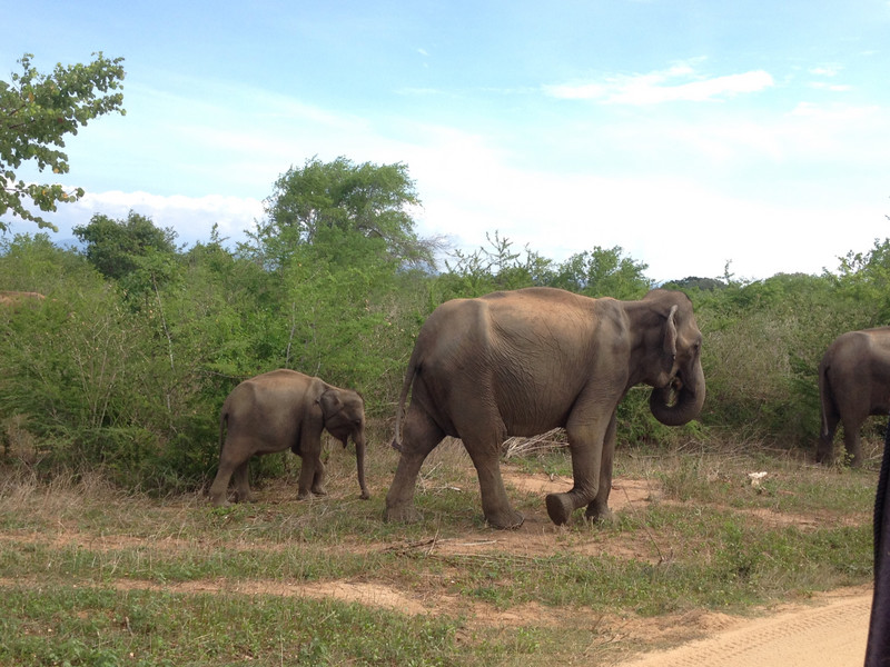 Elephants at Udawalawe