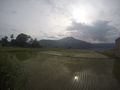 Rice fields on Samosir Island