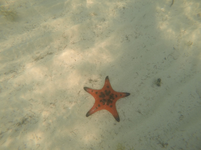 Starfish beach deserves its name!