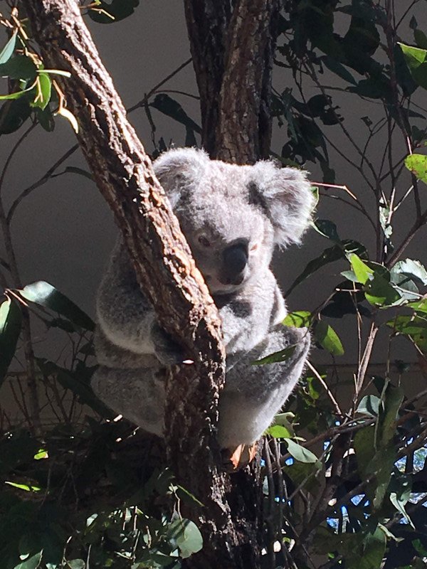 Koala in Brisbane Lone Pine Sanctuary