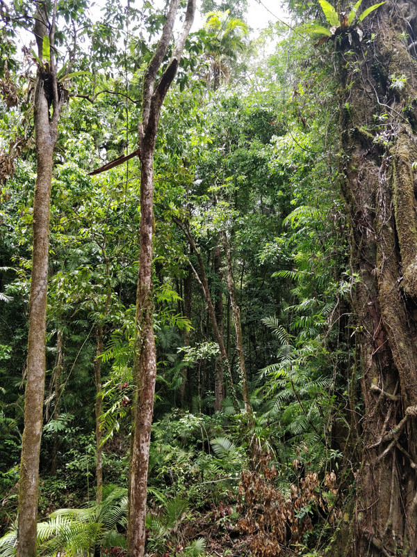 Mossman Gorge, Rainforest walk