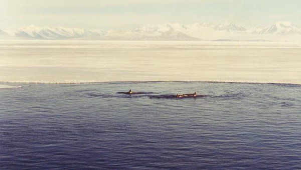 South to Antarctica: Orca