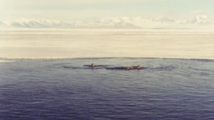 South to Antarctica: Orca