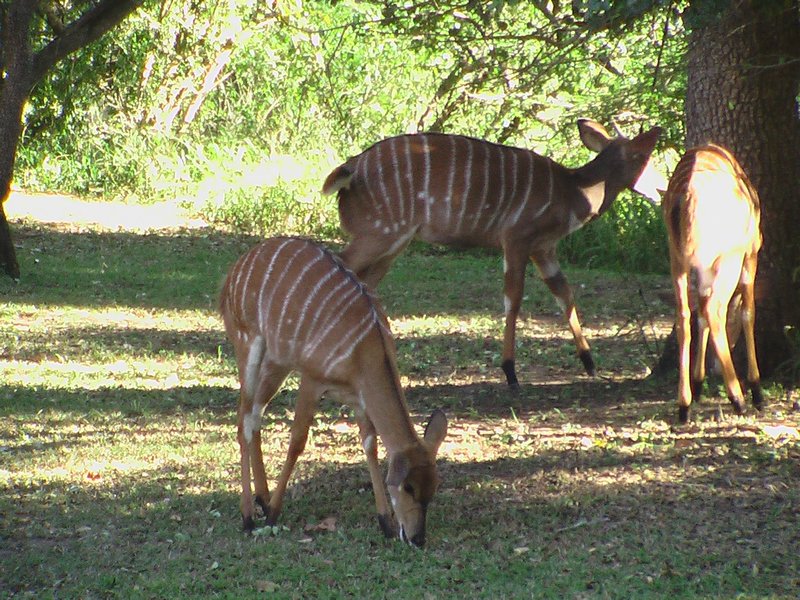 Thula Thula Game Reserve