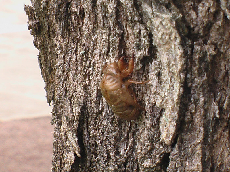 Cicada near Dobell House