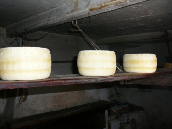 Aging pecorino at the Shepherds cheese making shed.