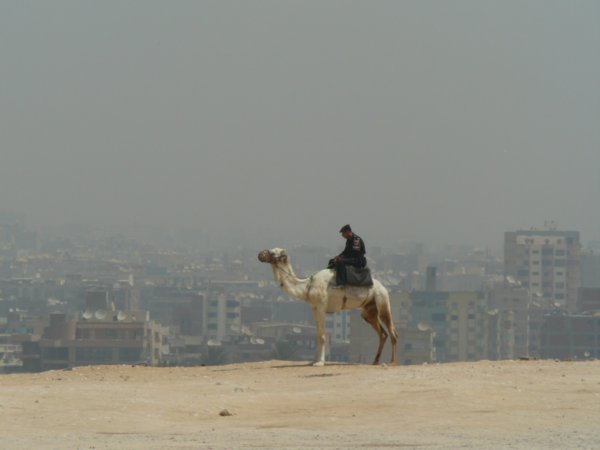 Guy on a camel at Giza