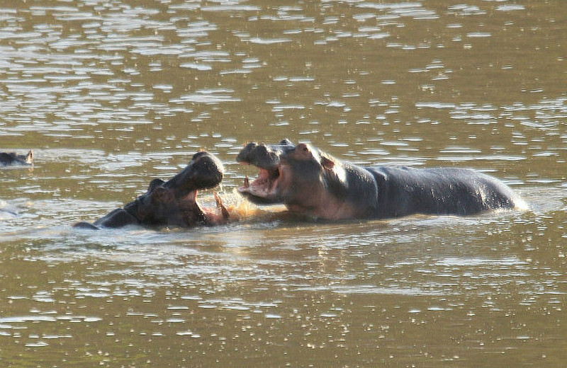 Combat d&#39;hippopotames