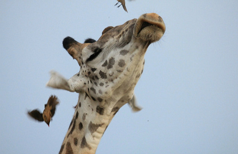Girafe se d&eacute;barassant de pique-boeufs