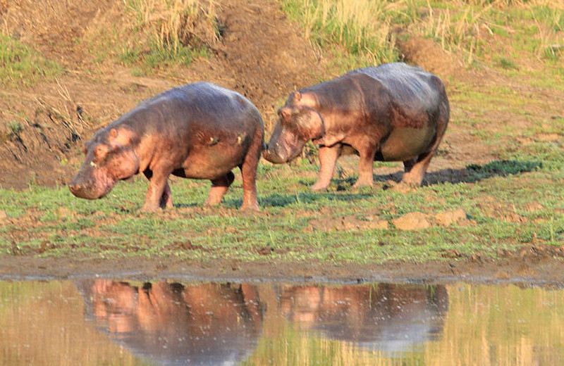 Hippopotames retournant dans l&#39;eau