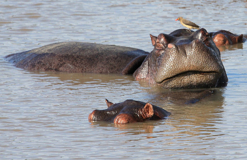 Hippopotames et pique-boeuf