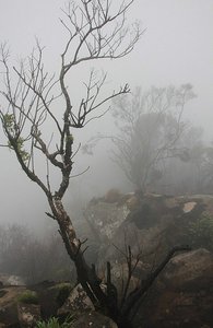 Dans le brouillard