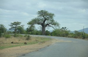 Tournez &agrave; gauche avant le baobab
