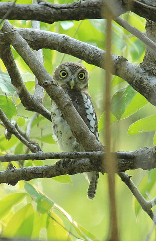 African banded owl