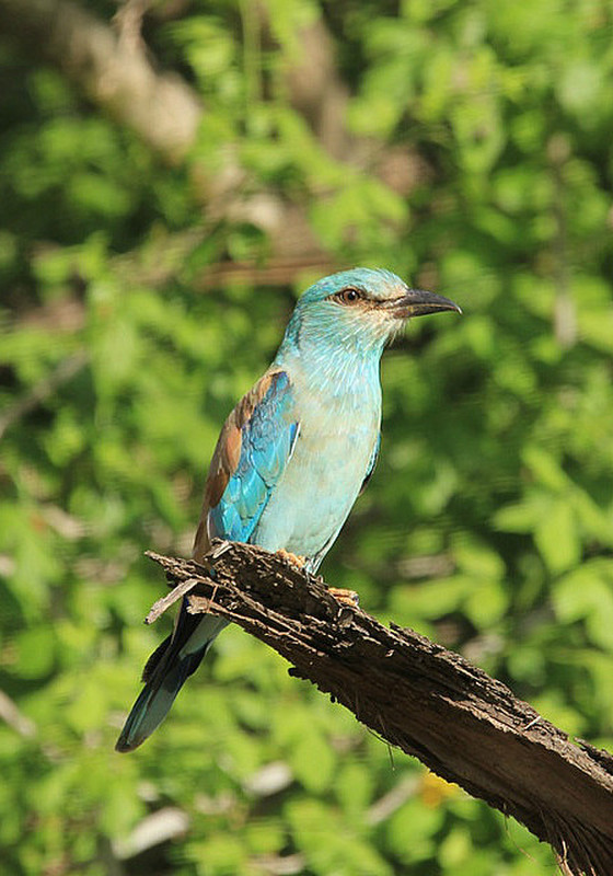 racket-tailed roller