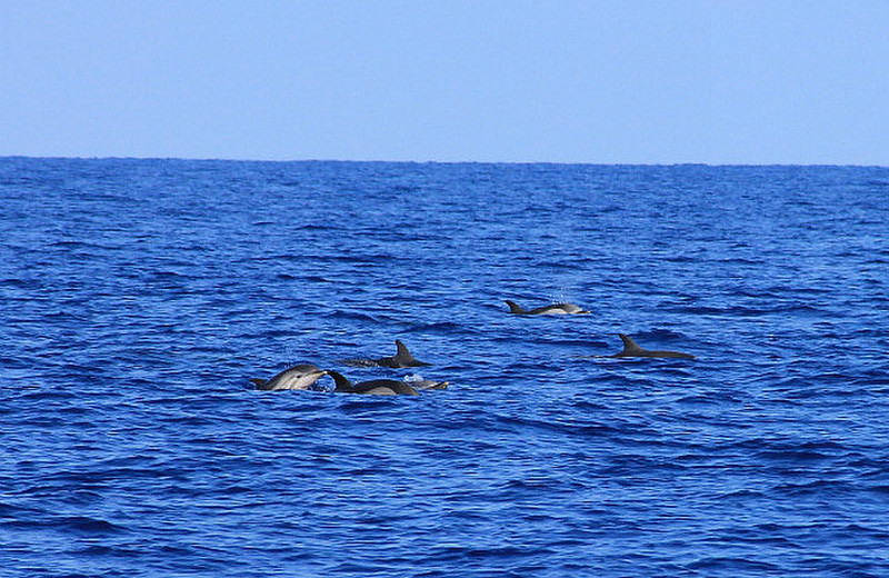 Troupeau de dauphins bleu et blanc