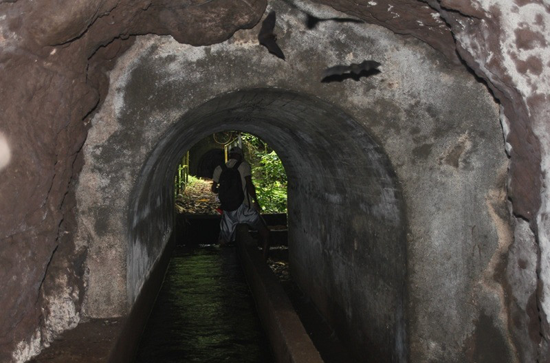Tunnel aux chauves-souris