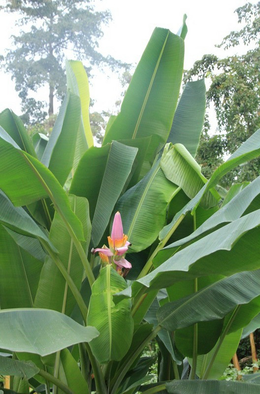 Bananier en fleur