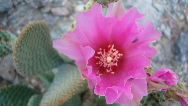 Desert Pink
