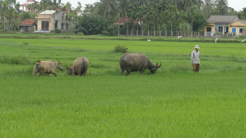 Obligatory water buffalo/rice paddy shot