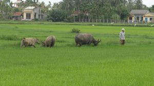Obligatory water buffalo/rice paddy shot