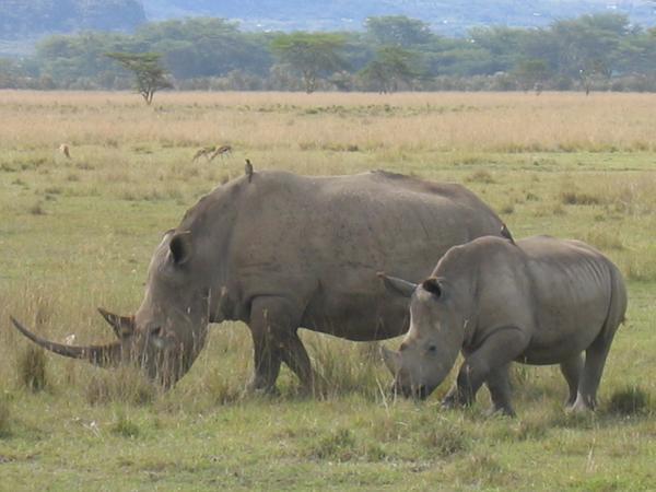The Endangered Black Rhino