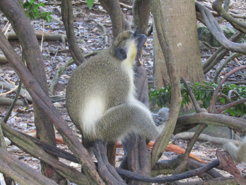 Yawning monkey - Barbados Wildlife Reserve