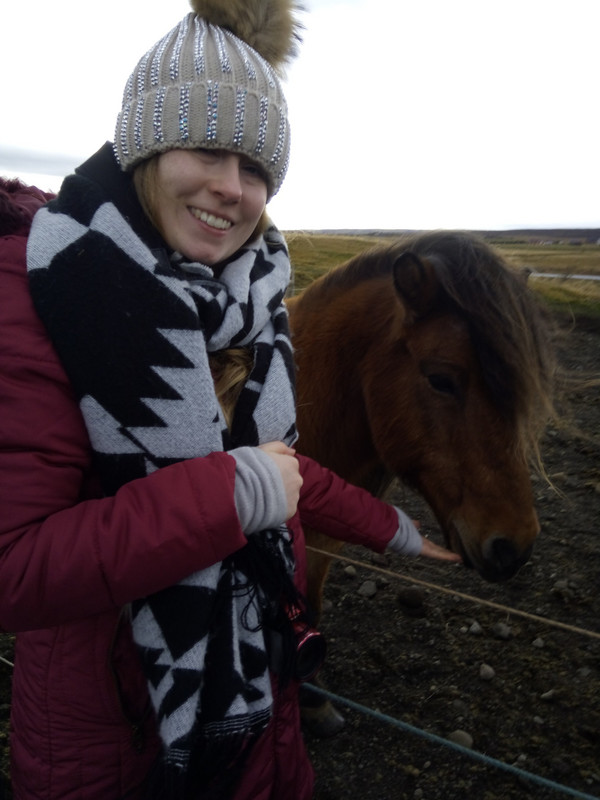 Icelandic pony
