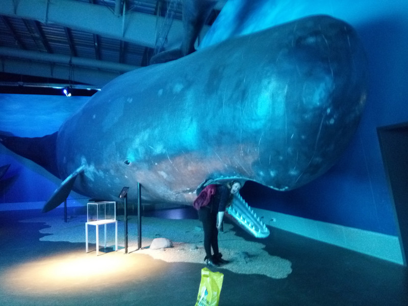 Life-size model of a sperm whale at the Whale Museum in Reykjavik