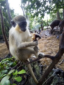 Vervet monkey, Barbados Wildlife Reserve