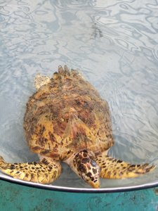 A rescued hawksbill turtle, Old Hegg Turtle Sanctuary, Bequia, the Grenadines