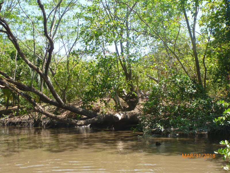 Typical Mangrove With Roots Into the Water